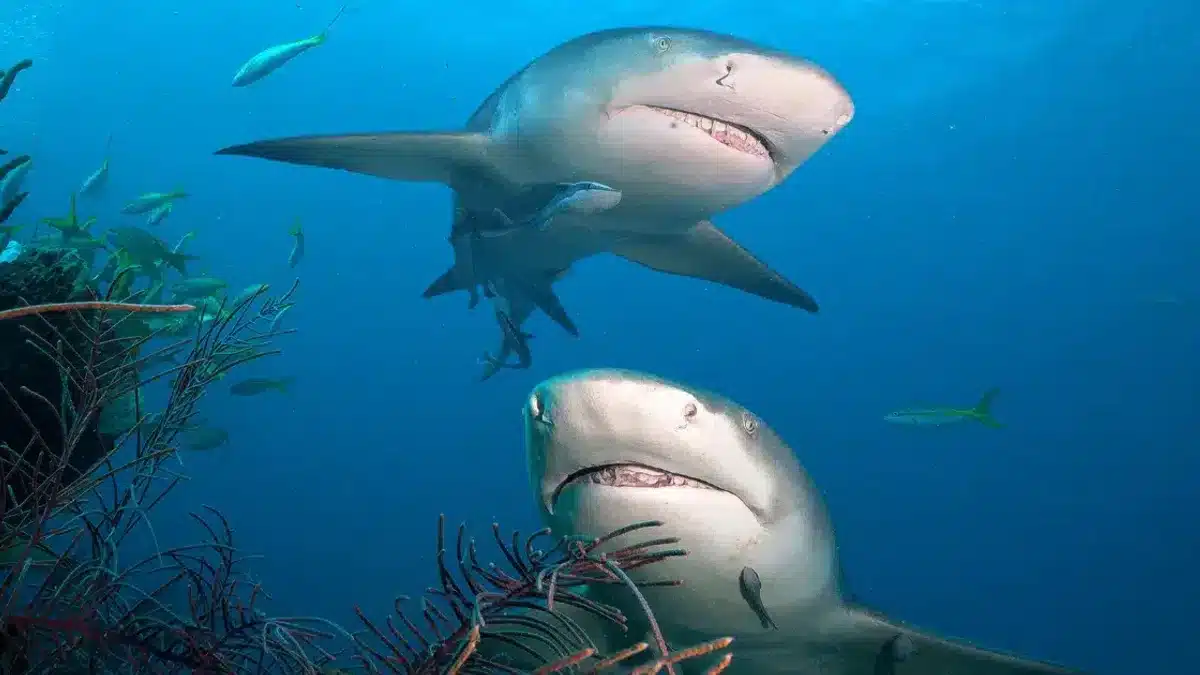Trapped for 325 Million Years, Two Giant Sharks Emerge from the Depths of the Earth